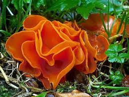 These are fully preserved unique pieces. Orange Peel Fungus Aleuria Aurantia West Lothian Scotland Puzzles Games Eu Fungi Garden Mushrooms Mushroom Fungi