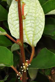 Image result for Pouzolzia mixta