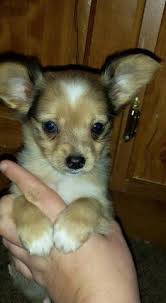 Feel free to browse hundreds of active classified puppy for sale listings, from dog breeders in pa and the surrounding. Pets And Animals Forsale Newark Oh