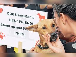 Dogs and humans often appear disoriented and stagger around if they have contracted the rabies virus. Stray Dogs Love Strays Get Vaccinated