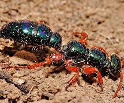Spend the winter as prepupae in cocoons on twigs. Bugs Insects