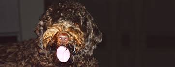 Check spelling or type a new query. Texas Australian Labradoodles Adoption Process Adopt A Labradoodle