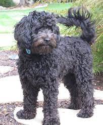 Your puppy is waiting for you! Australian Labradoodle Puppies Illinois Arch View Labradoodles Australian Labradoodle Puppies Labradoodle Puppy Australian Labradoodle