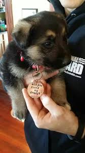 This Just Happened How Could I Say To This Face Puppy Proposal Wedding Proposals Proposal Engagement