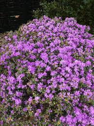 Rhododendron Purple Pillow Havlis Cz Purple Pillows Purple Garden Rhododendron