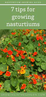 How To Grow Nasturtiums How To Plant Grow And Care For Nasturtiums Growing In The Garden Flower Garden Plants Nasturtium Organic Gardening Tips