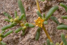 Image result for Zygophyllum simplex
