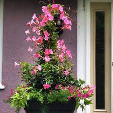 Pink Mandavilla Under Planted With Sweet Potato Vines Asparagus Ferns And Calibrachoa In Pinks And Purple Container Flowers Asparagus Fern Summer Plants