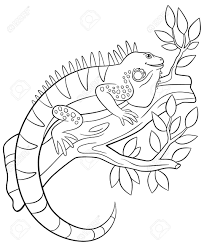 Parents may receive compensation when you click through and purchase from links contained on this website. Coloring Pages Cute Iguana Sits On The Tree Branch And Smiles Royalty Free Cliparts Vectors And Stock Illustration Image 62894656