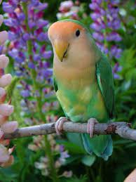 A Lovebird All Alone By Itself I Am Going To Have To Learn How To Use Oil Pastels This Is Too Pretty Beautiful Birds Pet Birds Pretty Birds