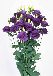 Lisianthus Eustoma Grandiflorum Purple Flowers Beautiful Flowers Violet Flower