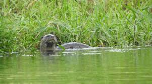 We believe that wild animals belong in the wild, not as pets. In Otter News Eye News The Indian Express