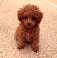 Toy poodle puppies for sale. My Precious Boy Alfie A Red Toy Poodle Toy Poodle Toy Poodle Puppies Poodle Puppy