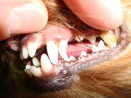 Der Hund Und Seine Zahne Tierarztin Dr Langenbeck Kaufering