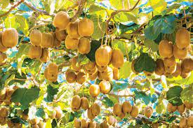 In order for the plant to set fruit, both male and female kiwi vines are necessary; Royalty Free