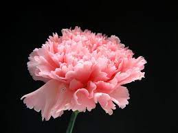Pink Ruffles Carnations Paper Flowers Healing Essential Oils