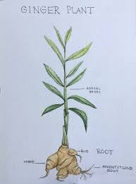 Some have long stems and thin leaves whereas. Ginger Root