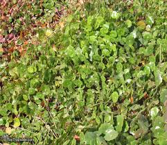 Image result for Hydrothauma manicatum