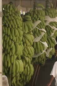 We are highly engaged in offering a premium quality range of our packaging experts offer these bananas in tamper proof packaging options so that they remain fresh for long. Cooking Banana Wikiwand