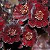 Wedding bouquet bridal bouquet silk flowers. Https Encrypted Tbn0 Gstatic Com Images Q Tbn And9gcs85knesarg50gjtaobvsvklx5wveflxuhyshs3qurpzumwz6 N Usqp Cau