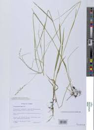 Image result for Acroceras macrum