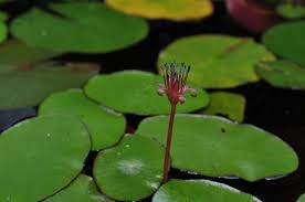 Image result for Brasenia schreberi