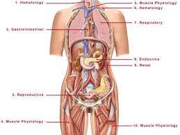 Photograph human anatomy organs back view photos and premium high res. Human Body Organs Diagram From The Back Koibana Info Human Anatomy Female Human Body Diagram Human Body Organs