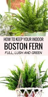 Boston ferns enjoy the shade. Indoor Boston Fern Care Keep Your Fern Lush And Green
