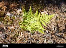 Image result for Osmundaceae