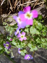 Image result for Malcolmia maritima