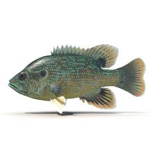 Green Sunfish Low Poly 3d Models Fish Low Poly 3d