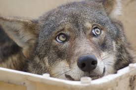 Wolves are common to all parts of the northern hemisphere. Wolves Might Use Their Eyes To Talk To Each Other Wired