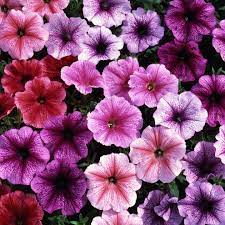 Error Deloitte Uk Petunias Plants Plant Supplies