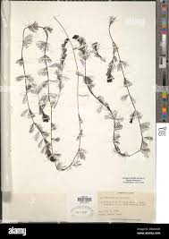 Image result for Otomeria elatior