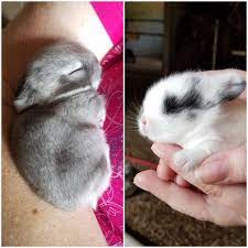 Old static week 6 idle. 2 Week Old Baby Bunny Siblings Aww