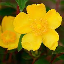 Hypericum is commonly known as st john's wort. Hypericum Hidcote St John S Wort Plant Best4hedging
