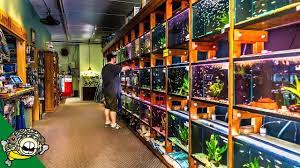 Find a petco pet store near you for all of your animal needs. Fish Store Tour Youtube