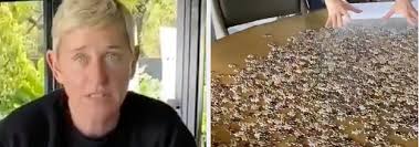 We did not find results for: Ellen Degeneres Tried To Do A 4 000 Piece Puzzle While Social Distancing