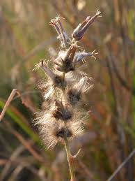 Image result for Sericorema sericea