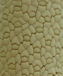 Image result for Gonatopus clavatus