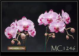 Dtps Happy Cat Hello Kitty Orchid Flower Orchids Happy Cat