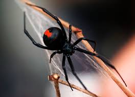 Australian Spiders The 10 Most Dangerous Australian