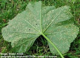 The leaves are carried on a long petiole. 15 Hollyhock Plants Flowers Leaves Seeds Pictures Identification