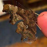 Image result for Polygonia c-album