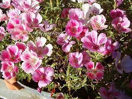 Crafty Gardener Godetia