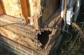 Termites may cause expensive damage to your home. Is Termite Damage Covered Under My Homeowners Insurance Accurate Termite Inspectors