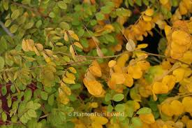 Image result for Indigofera kirkii