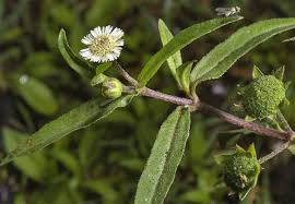 Image result for Eclipta prostrata