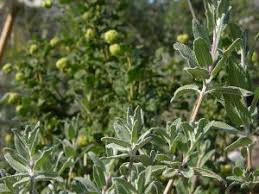 Image result for Salvia stenophylla