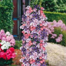 Check spelling or type a new query. Buy Clematis Collection Best Value For Money Gardens4you